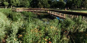Photo of a boardwalk in Lancaster, PA's Long Park Wetland.